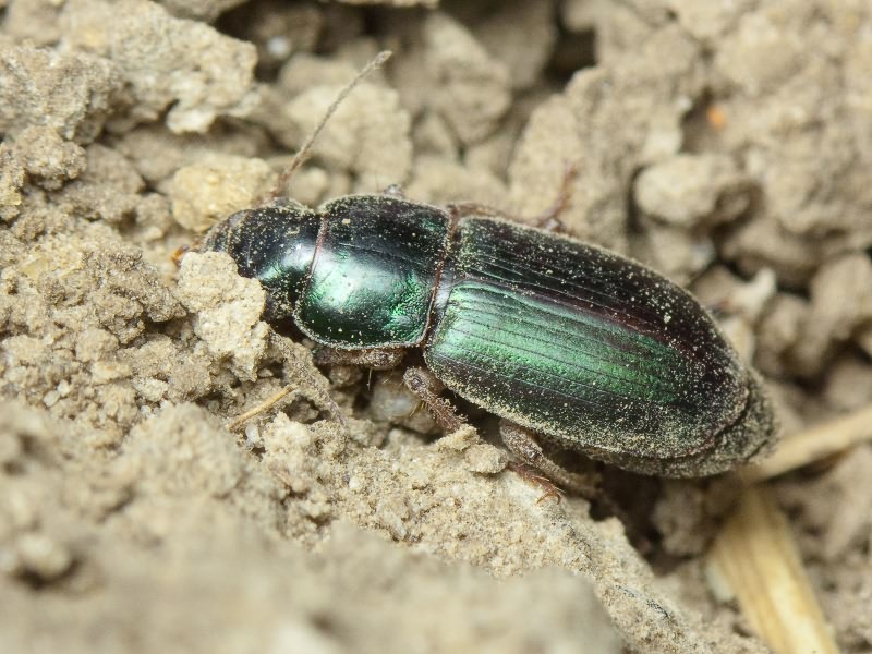 Harpalus affinis (Schrank, 1781)